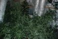PICS: Dublin house fire leads Gardaí to uncover sophisticated cannabis grow house