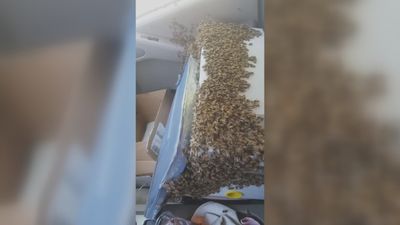 WATCH: Package filled with 3,000 bees breaks open in truck, driver remains unbelievably calm