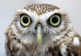 Here’s what an owl looks like without feathers and it is horrifying