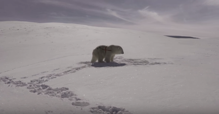 Paddy Power issue “apology” over that polar bear World Cup advert