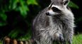Badass racoon scales 23 storey building, becomes internet superstar