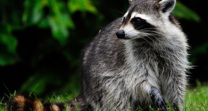 Badass racoon scales 23 storey building, becomes internet superstar