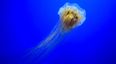 The largest known species of jellyfish has been spotted off the coast of Dublin