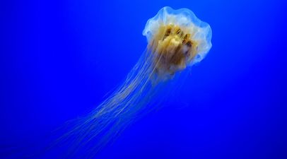 The largest known species of jellyfish has been spotted off the coast of Dublin
