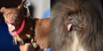 The world’s ugliest dog has been revealed and she’s an English bulldog named Zsa Zsa