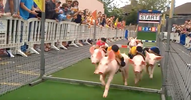 Pig Race Dublin