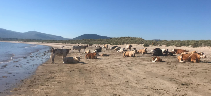 Sunbathing cows