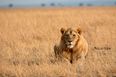Suspected poachers eaten by lions in South African reserve