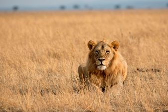 Suspected poachers eaten by lions in South African reserve
