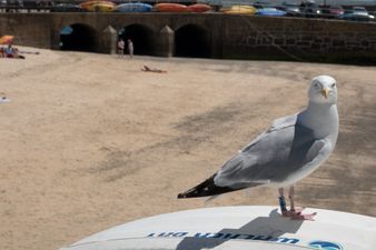 Influx of seagulls in hot weather wreaking havoc in north Dublin