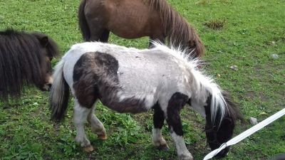 ISPCA seizes four starving Shetland ponies in Co. Meath