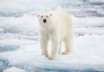 Polar bear shot dead after attacking tour guard in the North Pole