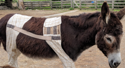 This donkey that’s wearing trousers might be the most stylish animal in the world