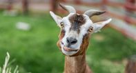 “They’re eating everything in sight” 100 goats run riot in American neighbourhood