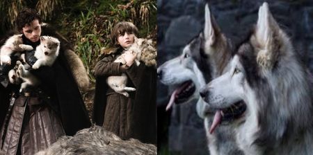 Dublin will have a Game of Thrones convention where you can meet the actual Direwolves from the show