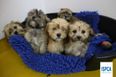 86 dogs rescued from illegal puppy farm in Roscommon