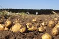 Met Éireann issue yet another warning over potato blight