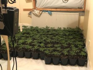 Drugs seized as grow house discovered in County Kerry