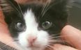 Gardaí investigating viral video of man putting kitten in frying pan and kicking it around the room