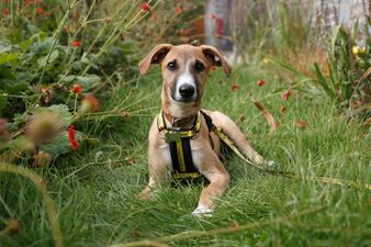 Dogs Trust is looking to recruit puppies for ‘Generation Pup’ research