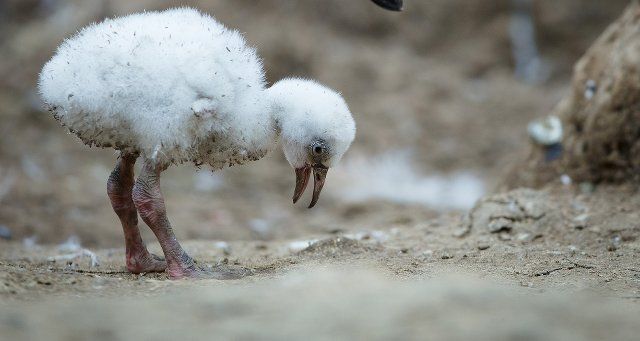 Dublin Zoo flamingo chicks