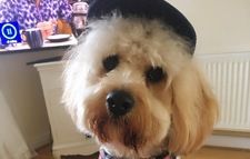 PICS: Here’s the dog that won the Nose of Tralee