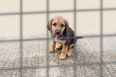 UK bans pet shops from selling puppies and kittens under new law