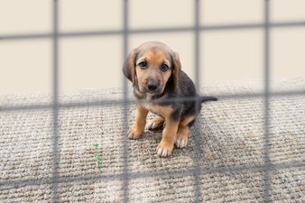 UK bans pet shops from selling puppies and kittens under new law
