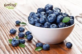 Keelings CEO describes encounter with deadly spider during a business meeting