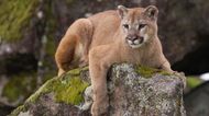 Locals claim to have spotted a puma on the loose in Cork
