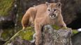 Locals claim to have spotted a puma on the loose in Cork