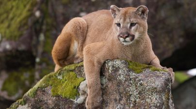 Locals claim to have spotted a puma on the loose in Cork