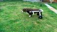 Couple take care of a paralysed dog for a few weeks, build him a wheelchair so he can walk again