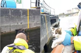 WATCH: Athlone snorkeler rescues kitten from lock chamber in River Shannon