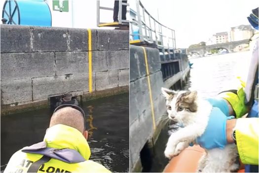 Kitten River Shannon