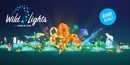 Tickets go on sale for Dublin Zoo’s famous Wild Lights exhibit on Friday