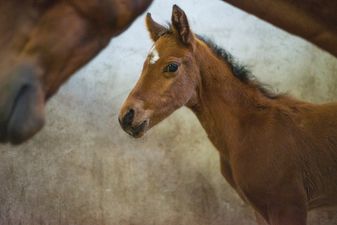 PIC: Dublin Fire Brigade and volunteers rescue a foal from the canal