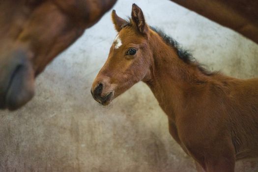 Foal rescue