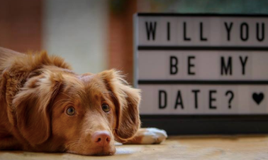 Dublin pub is hosting a ‘doggy date night’ where you can bring your dog to dinner
