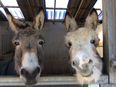 “Please help us reach our goal” – Donegal Donkey Sanctuary issues winter feed appeal