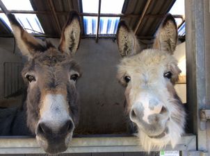 “Please help us reach our goal” – Donegal Donkey Sanctuary issues winter feed appeal