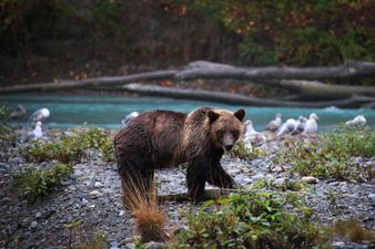 US hunter fighting for his life after bear he shot landed on him