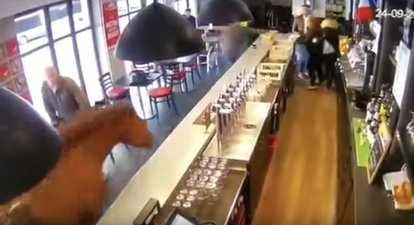 WATCH: A horse actually walked into a bar and caused absolute chaos