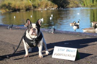 Thousands of dogs will march on Westminster this weekend to protest Brexit