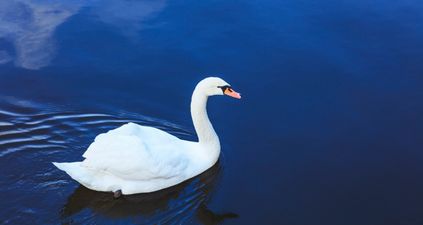 PIC: Swan in Wexford stops traffic to hug cars after its mate is killed
