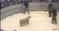 Ram lamb sells for an astounding £160,000 at a mart in Scotland