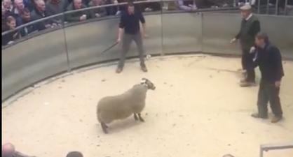 Ram lamb sells for an astounding £160,000 at a mart in Scotland