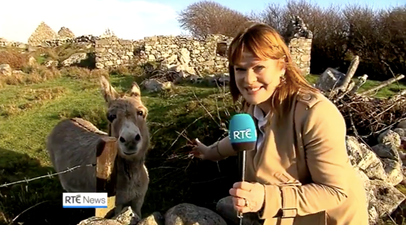 We absolutely love Teresa Mannion’s news report on viral singing donkey in Galway