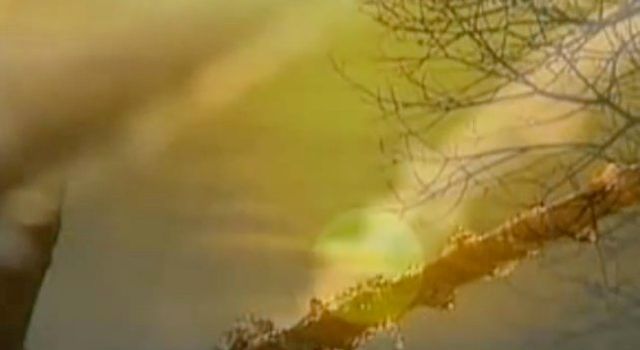 RTÉ Angelus public vote