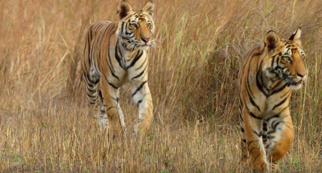 David Attenborough Dynasties trailer